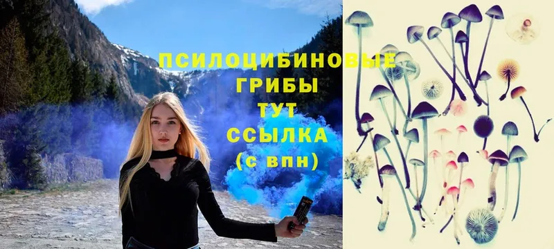 Галлюциногенные грибы Psilocybe  Зеленокумск 